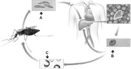 <strong> Use the figure above to answer the following questions. Which stage(s) is(are) the diploid sporozoite stage(s) of the Plasmodium (malaria) parasite?</strong> A) A B) B C) C D) A and B E) none of these