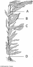 <strong> Use the figure above to answer the following questions. The large organism shown here belongs to the ____ group?</strong> A) kinetoplastids B) diplomonads C) green algae D) red algae E) brown algae