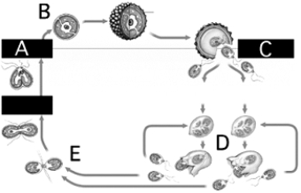 <strong> Use the figure above to answer the following questions.It shows the life cycle of Chlamydomonas, a green alg a. Cellular slime molds can be distinguished from plasmodial slime molds on the basis of</strong> A) reproductive structures. B) spore formation. C) number of nuclei per cell. D) slime trails. E) food requirements.