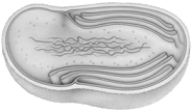<strong> The figure above represents</strong> A) the algae that were to give rise to plants. B) protists. C) fungi. D) soil bacterium with primitive membrane folds. E) all of these.