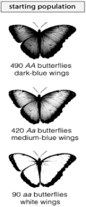 <strong> If this population of butterflies is in genetic equilibrium, the frequency of the homozygous dominant genotype in the new generation will be</strong> A) p<sup>2</sup>. B) 2pq. C) p<sup>2 </sup>+ q<sup>2</sup>. D) 490 AA. E) p<sup>2 </sup>and 490 AA.