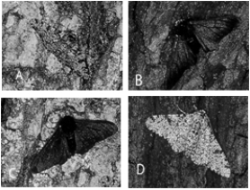 <strong> Directional Selection As the trees in England become less sooty due to pollution controls on factories, which of the moths in the figure above would have been selected against?</strong> A) A B) B C) C D) D E) all of these
