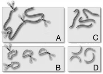 <strong> The following questions refer to the figure above illustrating the initial steps in the formation of recombinant DN a. The scissors in the figure represent</strong> A) restriction enzymes. B) reverse transcriptases. C) DNA polymerases. D) RNA polymerases. E) DNA ligases.