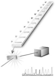 <strong> The process illustrated in the figure is a step in</strong> A) the production of recombinant DNA. B) probing for transferred genes. C) DNA fingerprinting. D) sequencing DNA. E) producing radioactive probes.