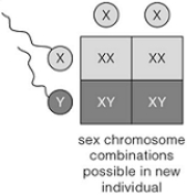 <strong> The Punnett square illustration above shows that theoretically</strong> A) half of human sperm carry a Y chromosome. B) half of human zygotes are XY. C) all zygotes carry an X chromosome. D) gender depends upon which type of sperm fertilizes the egg. E) all of these are true.