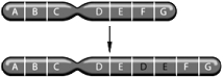 <strong> The above figure represents which of the following chromosomal changes:</strong> A) inversion B) deletion C) duplication D) translocation E) aneuploidy