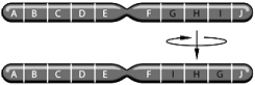 <strong> The above figure represents which of the following chromosomal changes:</strong> A) inversion B) deletion C) duplication D) translocation E) aneuploidy