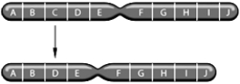 <strong> The above figure represents which of the following chromosomal changes:</strong> A) inversion B) deletion C) duplication D) translocation E) aneuploidy