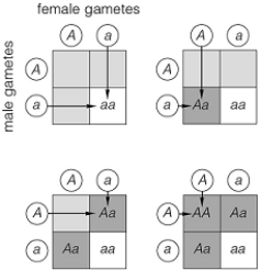 <strong> -Using the illustration above and the assumption that half of a plant's sperm and eggs are a and half are A, one can predict that the chance of sperm a meeting egg A at fertilization is</strong> A) 1/2 * 1/2. B) 25 percent. C) one out of four. D) 1/2. E) all of these EXCEPT 1/2.
