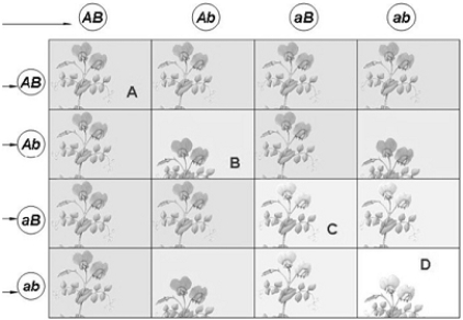 <strong> Which offspring in the illustration above are homozygous recessive for both traits?</strong> A) A B) B C) C D) D E) none of these