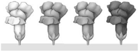 <strong> The illustration above shows the F<sub>2 </sub>phenotypes from a monohybrid cross in snapdragons.What type of inheritance produces such an outcome?</strong> A) complete dominance B) incomplete dominance C) multiple alleles D) continuous variation E) epistasis