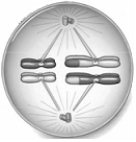 <strong> The cell in this illustration is in ____.</strong> A) prophase I. B) metaphase I. C) anaphase I. D) prophase II. E) anaphase II.
