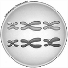 <strong> The illustration shows one possible outcome of the random alignment of homologous chromosomes at metaphase I.How many other possible arrangements exist?</strong> A) 0 B) 1 C) 2 D) 3 E) 4