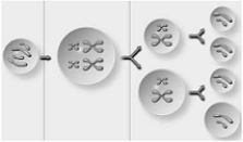 <strong> In this generalized illustration of gametogenesis, the four cells in the right column should be labeled</strong> A) sperm. B) eggs. C) ovum and three polar bodies. D) secondary spermatocytes. E) diploid.
