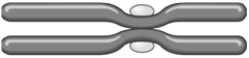 <strong> Homologous chromosomes do not have the same:</strong> A) length. B) shape. C) genes. D) number. E) They have all of these.