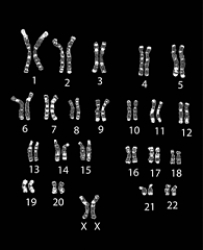 <strong> The above figure reveals which of the following about the organism that it was obtained from?</strong> A) Genes present B) Age C) Deceased or living D) Total number of genes E) Number of homologous pairs