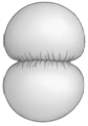 <strong> This illustration shows</strong> A) cytoplasmic division in an animal cell. B) a contractile ring mechanism. C) how chromosomes are dragged to the poles. D) cytoplasmic division in an animal cell and a contractile ring mechanism. E) cytoplasmic division in an animal cell and how chromosomes are dragged to the poles.