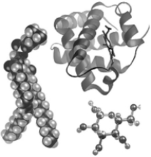 <strong> A community</strong> A) includes all populations of all species in a given area. B) features the living organisms interacting with the physical and chemical environment. C) is the sum of all places in Earth's atmosphere, crust, and waters where organisms live. D) includes members of only one species. E) is at a higher level of organization than an ecosystem.