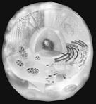 <strong> All organisms are alike in their</strong> A) requirements for energy. B) participation in one or more nutrient cycles. C) ultimate dependence on the sun. D) interaction with other forms of life. E) all of these.