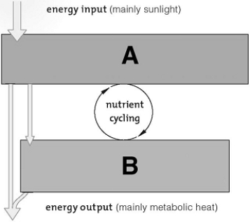 <strong> On the illustration, A and B should be labeled respectively</strong> A) consumers; producers B) decomposers; producers C) producers; redistributors D) producers; consumers E) consumers; decomposers