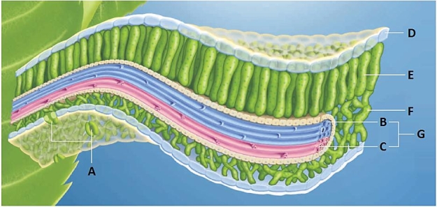 Match the letters on the diagram to the following parts of a leaf. a.A b.B c.C d.D e.E f.F g.G -spongy mesophyll