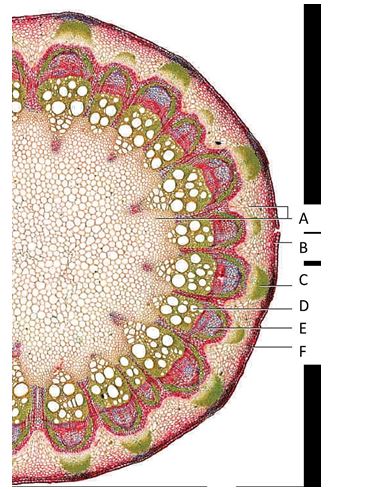 Locations of tissues in a eudicot stem. -Epidermal tissue is denoted by letter _____. A)A B)B C)C D)D E)E f. F