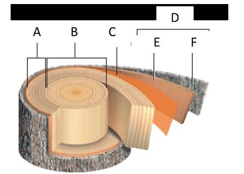 Structure of an older, woody eudicot stem. a. A b. B c. C d. D e. E f. F -Heartwood is denoted by letter _____.