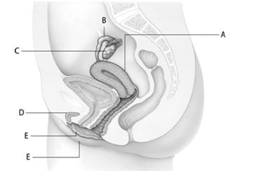 a. A b. B c. C d. D -The organ at letter ____ is lined with endometrium.