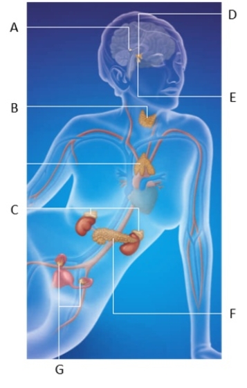 Match the major glands in the following image with the hormones they produce. a.A b.B c.C d.D e.E f.F g.G -produces melatonin