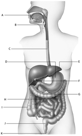  -In the accompanying diagram, F represents the ____.