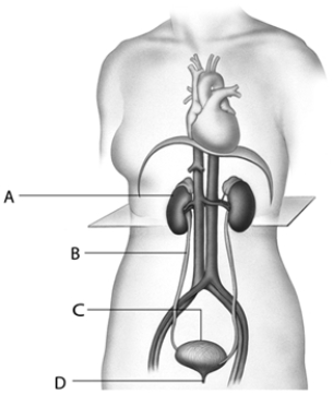  -The ____, labeled as ____ in the accompanying diagram, is a channel for urine to flow from the kidney to the urinary bladder.
