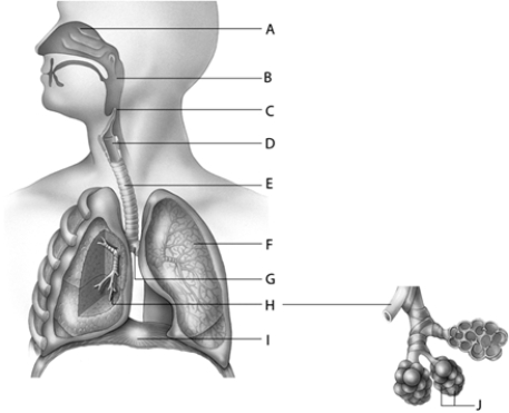 -During swallowing, the _____ covers the entrance to the larynx. This structure is identified and labeled as letter _____ in the above diagram.
