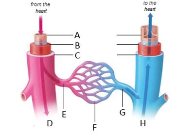 Identify the labeled structures of the circulatory system in the figure below. a. artery b. endothelium c. capillary d. arteriole e. venule f. vein g. smooth muscle h. connective tissue -structure labeled F