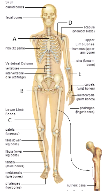 Match the labeled structures in the figure below with the choices that follow. a.pectoral girdle b.radius c.pelvic girdle d.femur e.sternum -structure labeled E