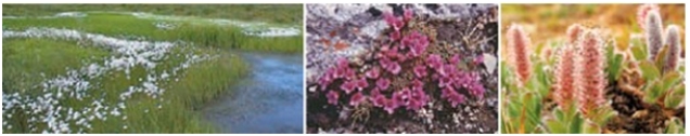 In an Arctic food web, the organisms in these pictures represent the ____.  