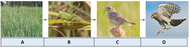 In the simplified prairie food chain illustrated by the following pictures, the letter C represents a ____.  