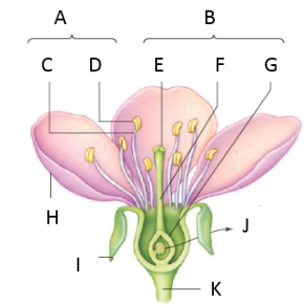 Match the labeled structures in the figure with the term to which they best correspond. -style
