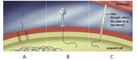 Label the figure below showing three mechanisms of gene exchange in prokaryotic cells. a. A b. B c. C -conjugation