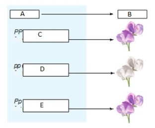 Match the following terms to the correct label in the figure below. a.A b.B c.C d.D e.E recessive phenotype