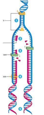 Using the diagram, indicate the molecule that functions at each step in DNA replication -DNA polymerase