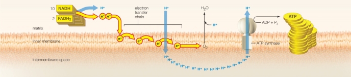 During aerobic respiration in mitochondria, glucose is converted to ATP. Match each description with the corresponding term or phrase. a.final acceptor of electrons b.transfer of electrons between molecules c.active transport of hydrogen ions to establish gradient d.hydrogen ions move down their concentration e.enzymatic phosphorylation -conversion of ADP + P<sub>i</sub> to ATP