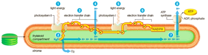 Matching During the light-dependent reactions in the thylakoid membrane, light energy is converted to ATP.Match the specified labels in the diagram with their corresponding functions. a.final acceptor of electrons b.transfer of electrons between molecules c.release of electrons into the photosystem d.active transport of hydrogen ions to establish gradient e.passive transport of hydrogen ions down a gradient f.enzymatic phosphorylation g.replacement of electrons by hydrolysis -Which process is indicated by label 2?