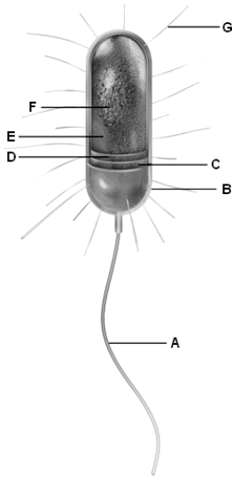 Matching Examine the following figure. Match each letter of the figure with the appropriate cell structure. a.A b.B c.C d.D e.E f.F g.G pilus