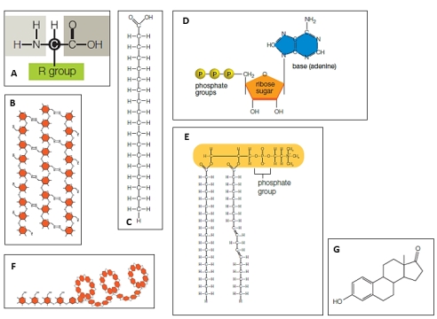 Match the structures with the appropriate label in the given figure. -fatty acid A)A B)B C)C D)D E)E F)F G)G