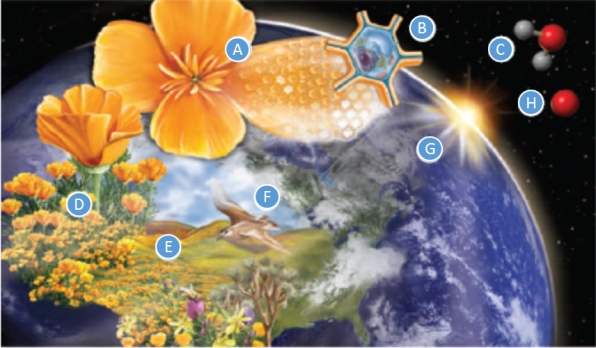 Match the term with its definition. a.atom b.organism c.biosphere d.molecule e.population f.ecosystem g.cell h.community -group of interbreeding individuals of the same species that live in a given area