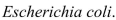 <strong>Select the correct Answer: for each question. A common inhabitant of human intestines is the bacterium A cell of this bacterium in a nutrient-broth medium divides into two cells every The initial population of a culture is cells.Find the number of cells after hours.</strong> A) B) C) D) E)