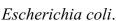 <strong>A common inhabitant of human intestines is the bacterium A cell of this bacterium in a nutrient-broth medium divides into two cells every The initial population of a culture is cells.Find the number of cells after hours.</strong> A) B) C) D) E)