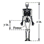 The relationship between the length of an adult's femur (thigh bone) and the height of the adult can be approximated by the linear equations y = 0.432 x - 10.44 Female y = 0.449 x - 12.15 Male where y is the length of the femur in inches and x is the height of the adult in inches (see figure). An anthropologist discovers a femur belonging to an adult human male. The bone is 12 inches long. Estimate the height of the male. Round to the nearest tenth of an inch.