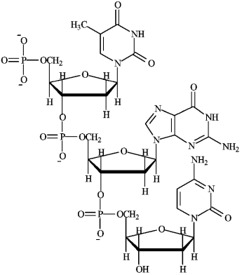 Consider the following structure. a)Circle any nucleoside. b)Draw a box around any nucleotide. c)Identify as DNA or RNA.