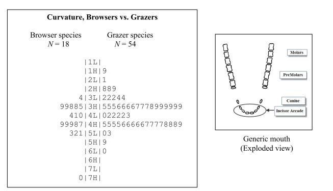 Hoofed animals such as cattle and sheep are classified as browsers (leaf eaters) and grazers (grass eaters). Some biologists believe that the incisor arcade of the teeth, diagrammed below, is shaped differently for browsers and grazers, affecting their food selection. The curvature of an incisor arcade is a measure of its shape; large values indicate a longer, thinner mouth and small values a shorter, wider mouth. The back-to-back stem-and-leaf plot below compares the curvatures of incisor arcades for different species of browsers and grazers. (a) Briefly describe each distribution, noting any unusual features of the data. (b) Some biologists believe browsers have thinner mouths because leafed plants frequently have thorns and spines. They think that browsers have evolved thinner mouths to get beyond the thorns and spines to the food part of the plant. Are the data in the back-to-back stem-and-leaf plot consistent with this theory? Justify your answer by appealing to specific aspect(s) of the plot.